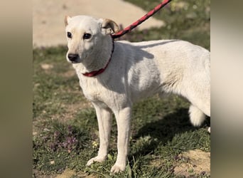 Orion - ein sehr zartes Wesen