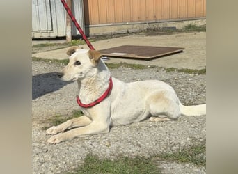 Orion - ein sehr zartes Wesen