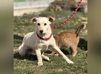 Orion - ein sehr zartes Wesen