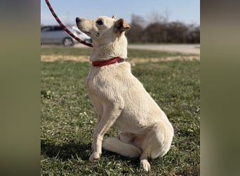 Orion - ein sehr zartes Wesen