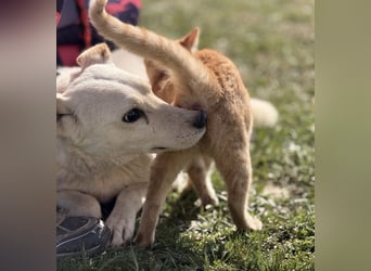 Orion - ein sehr zartes Wesen