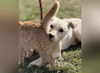 Orion - ein sehr zartes Wesen