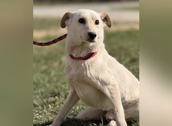 Orion - ein sehr zartes Wesen