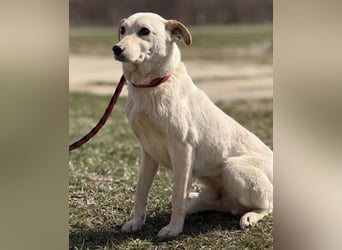 Orion - ein sehr zartes Wesen