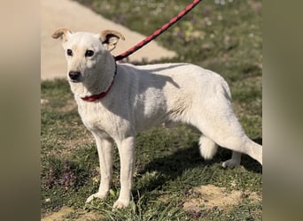 Orion - ein sehr zartes Wesen