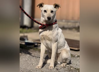 Orion - ein sehr zartes Wesen