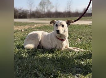 Orion - ein sehr zartes Wesen