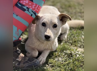 Orion - ein sehr zartes Wesen