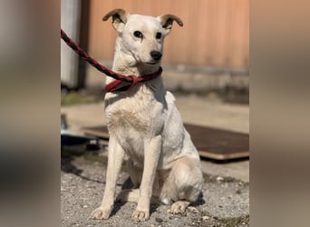 Orion - ein sehr zartes Wesen