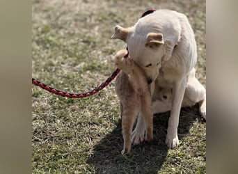 Orion - ein sehr zartes Wesen
