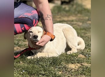 Orion - ein sehr zartes Wesen