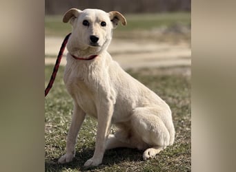 Orion - ein sehr zartes Wesen