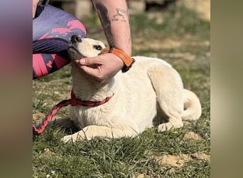 Orion - ein sehr zartes Wesen