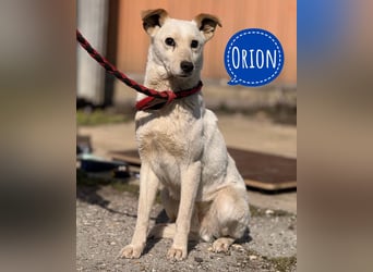 Orion - ein sehr zartes Wesen