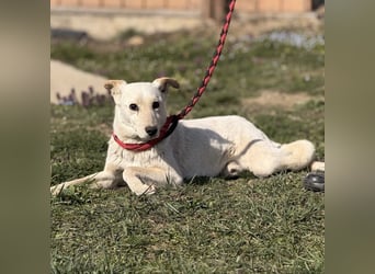 Orion - ein sehr zartes Wesen