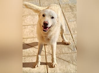 AYLA-sanft, feinfühlig, ruhig, ausgeglichen, wartet sehnsüchtig auf ein liebevolles Zuhause