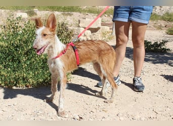 PELUSO-kleiner Wirbelwind mit großem Herzen sucht sein Für-immer-Zuhause