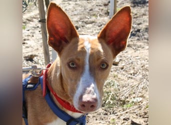 MILKI-sanftmütig, ruhig, gelassen, aufmerksam, neugierig, Menschen zugewandt sucht Für-immer-Zuhause