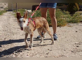 PELUSO-kleiner Wirbelwind mit großem Herzen sucht sein Für-immer-Zuhause