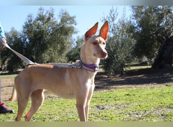 ZOE-liebevolles, lernfreudiges,intelligentes,entspanntes Mädchen sucht liebevolles Für-immer-Zuhause