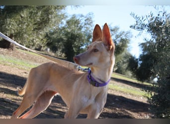 ZOE-liebevolles, lernfreudiges,intelligentes,entspanntes Mädchen sucht liebevolles Für-immer-Zuhause