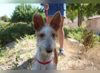PELUSO-kleiner Wirbelwind mit großem Herzen sucht sein Für-immer-Zuhause