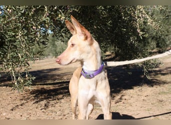 ZOE-liebevolles, lernfreudiges,intelligentes,entspanntes Mädchen sucht liebevolles Für-immer-Zuhause