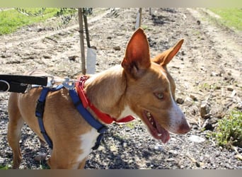 MILKI-sanftmütig, ruhig, gelassen, aufmerksam, neugierig, Menschen zugewandt sucht Für-immer-Zuhause