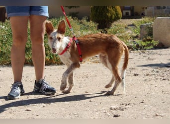 PELUSO-kleiner Wirbelwind mit großem Herzen sucht sein Für-immer-Zuhause