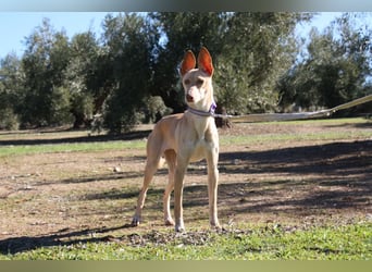 ZOE-liebevolles, lernfreudiges,intelligentes,entspanntes Mädchen sucht liebevolles Für-immer-Zuhause