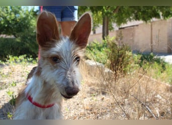 PELUSO-kleiner Wirbelwind mit großem Herzen sucht sein Für-immer-Zuhause