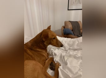 MARIO-	wartet auf Pflegestelle in 47574 Goch auf Dich!