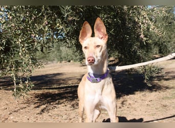 ZOE-liebevolles, lernfreudiges,intelligentes,entspanntes Mädchen sucht liebevolles Für-immer-Zuhause