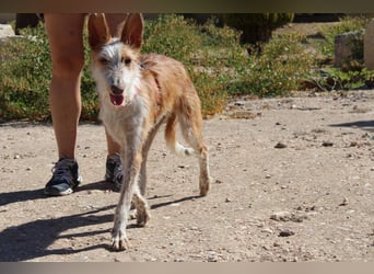 PELUSO-kleiner Wirbelwind mit großem Herzen sucht sein Für-immer-Zuhause