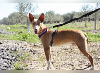 MILKI-sanftmütig, ruhig, gelassen, aufmerksam, neugierig, Menschen zugewandt sucht Für-immer-Zuhause