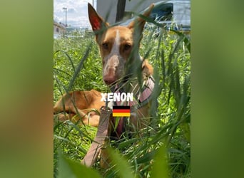 XENON-fröhlicher, freundlicher, aktiver, sozial Bub ist bereit für seine Für-immer-Familie