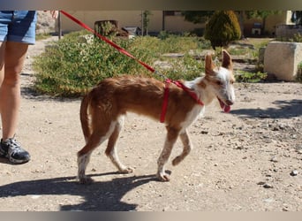 PELUSO-kleiner Wirbelwind mit großem Herzen sucht sein Für-immer-Zuhause
