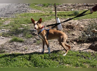 MILKI-sanftmütig, ruhig, gelassen, aufmerksam, neugierig, Menschen zugewandt sucht Für-immer-Zuhause