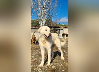 AYLA-sanft, feinfühlig, ruhig, ausgeglichen, wartet sehnsüchtig auf ein liebevolles Zuhause