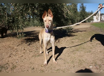 ZOE-liebevolles, lernfreudiges,intelligentes,entspanntes Mädchen sucht liebevolles Für-immer-Zuhause