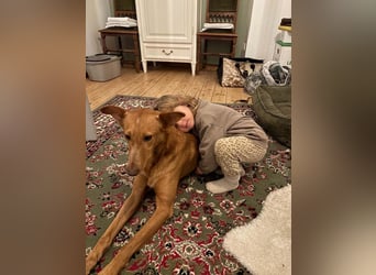 MARIO-	wartet auf Pflegestelle in 47574 Goch auf Dich!