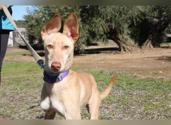 ZOE-liebevolles, lernfreudiges,intelligentes,entspanntes Mädchen sucht liebevolles Für-immer-Zuhause