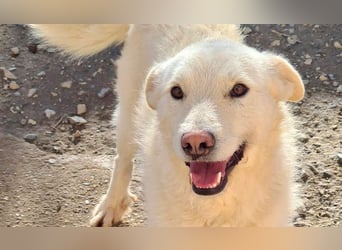 AYLA-sanft, feinfühlig, ruhig, ausgeglichen, wartet sehnsüchtig auf ein liebevolles Zuhause