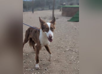 KIKO-zurückhaltend, vorsichtig auf der Suche nach seiner liebevollen Familie