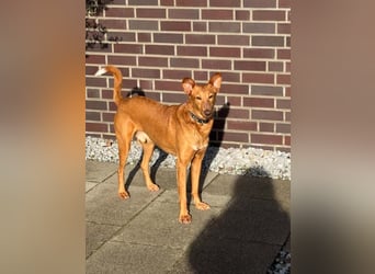 MARIO-	wartet auf Pflegestelle in 47574 Goch auf Dich!