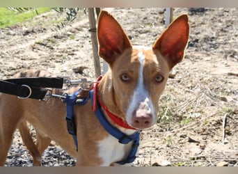 MILKI-sanftmütig, ruhig, gelassen, aufmerksam, neugierig, Menschen zugewandt sucht Für-immer-Zuhause