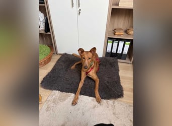 MARIO-	wartet auf Pflegestelle in 47574 Goch auf Dich!