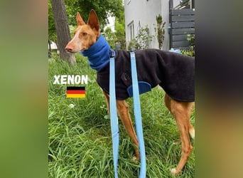 XENON-fröhlicher, freundlicher, aktiver, sozial Bub ist bereit für seine Für-immer-Familie