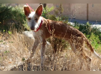 PELUSO-kleiner Wirbelwind mit großem Herzen sucht sein Für-immer-Zuhause
