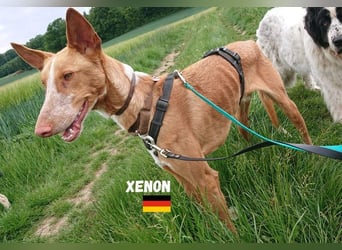 XENON-fröhlicher, freundlicher, aktiver, sozial Bub ist bereit für seine Für-immer-Familie